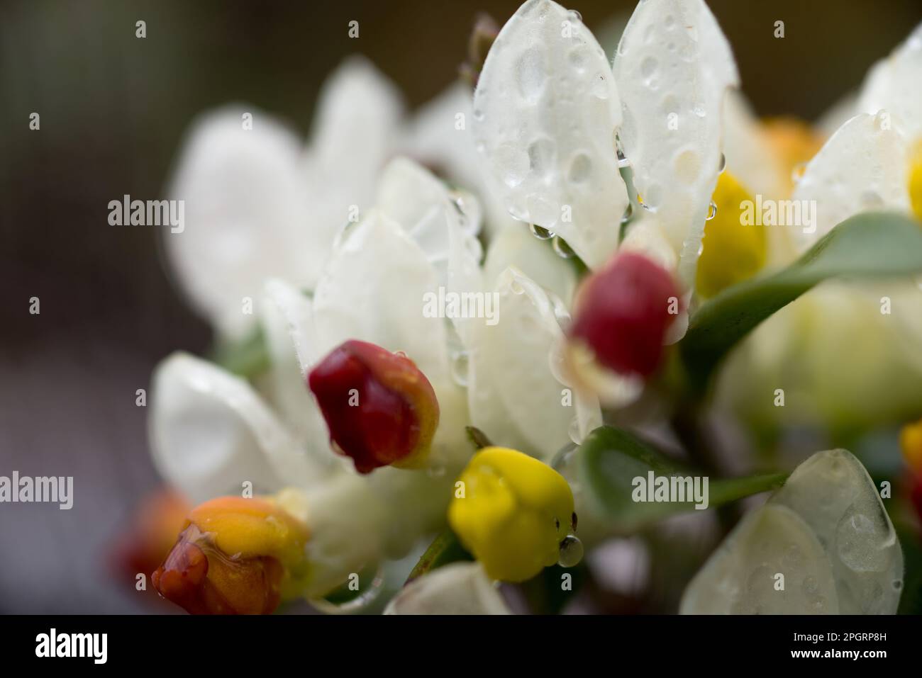 piccoli fiori di montagna con gocce di rugiada mattutina Stock Photo