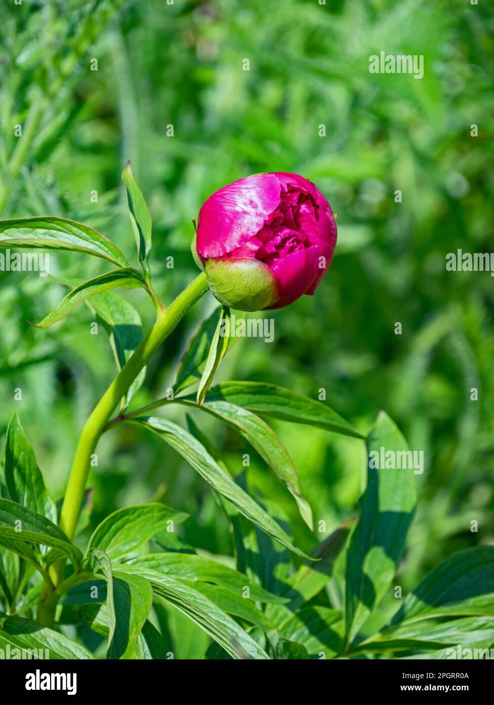 Close-up of red flowering peony bud, Paeonia Stock Photo