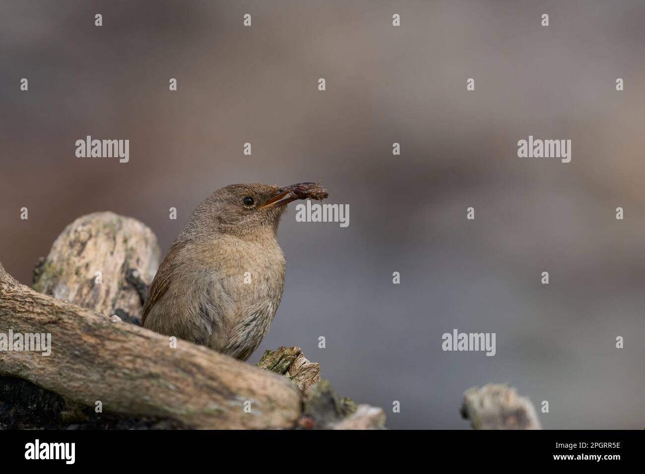 Cobb's Wren (Troglodytes cobbi) with recent catch in its beak standing on a piece of driftwood on the coast of Sea Lion Island in the Falkland Island Stock Photo