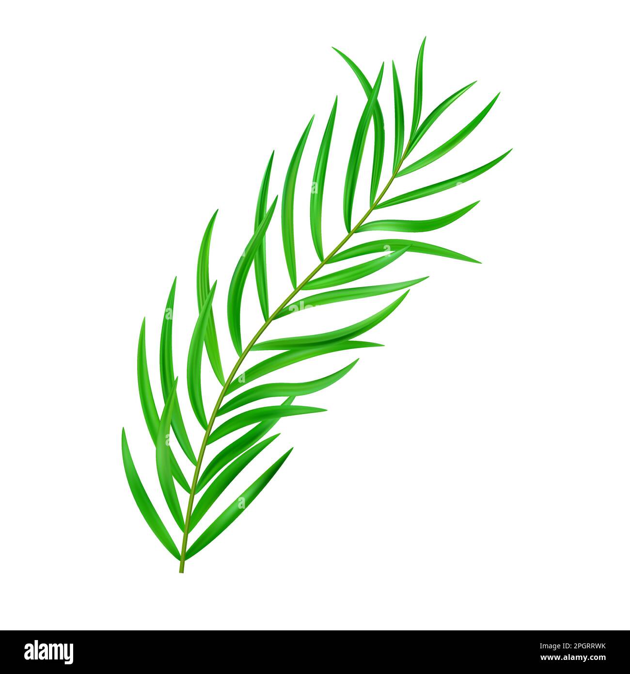 Jungle exotic leaf. tropical leaves Stock Vector Image & Art - Alamy