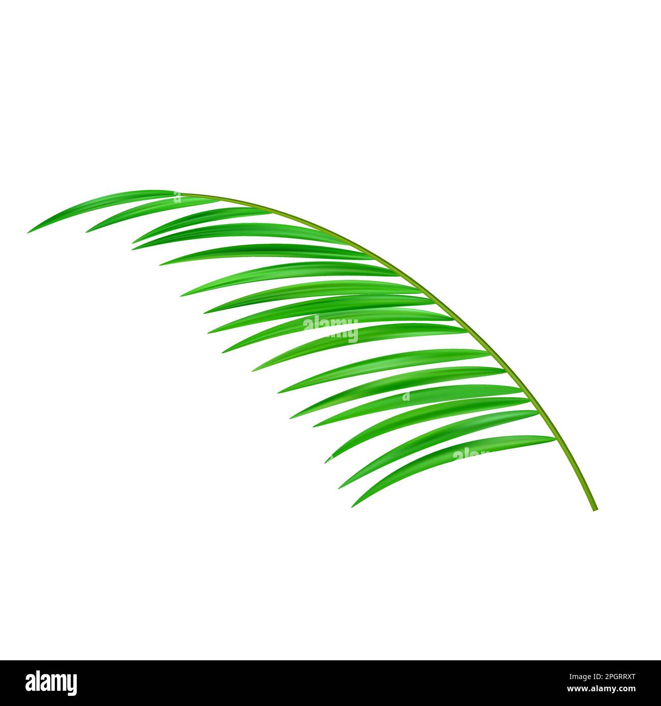 Realistic tropical leaves palm Stock Vector Images - Alamy