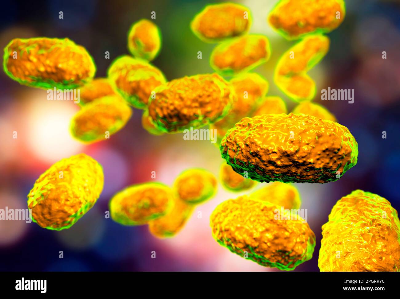 Bordetella pertussis hi-res stock photography and images - Alamy