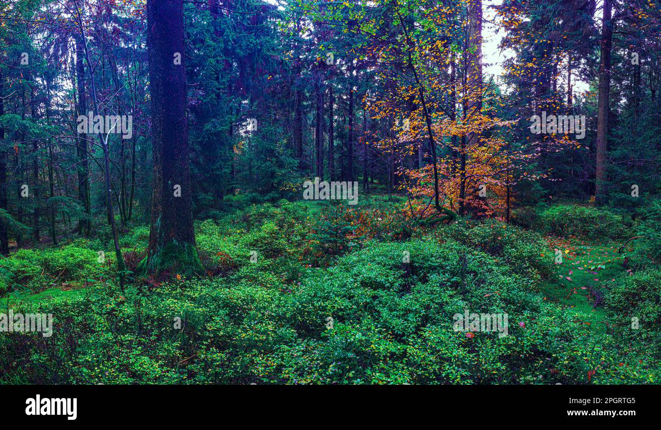foggy evergreen forest at the morning Stock Photo