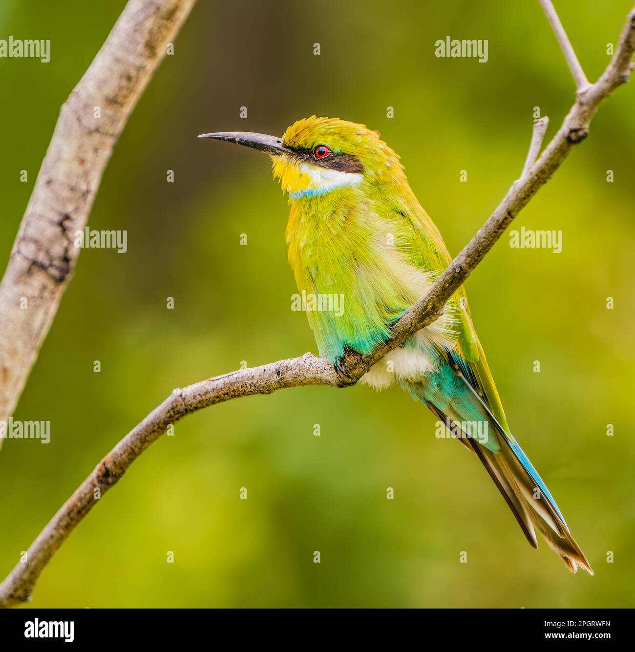 Swallow-tailed Bee-eater Perched Stock Photo