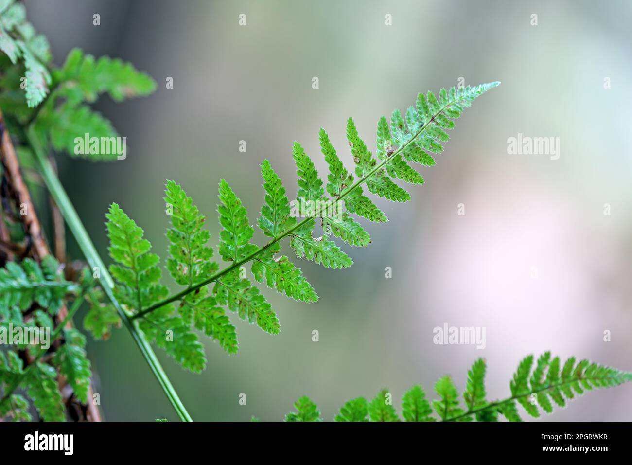 Fern Growing in a North Pennine Woodland, Teesdale, County Durham, UK Stock Photo