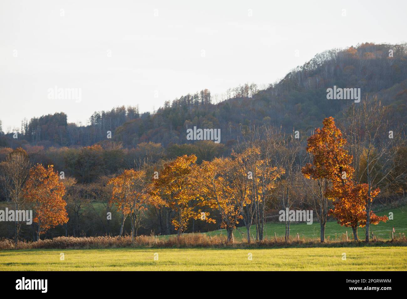 Autumn trees and green grass in hilly countryside Stock Photo