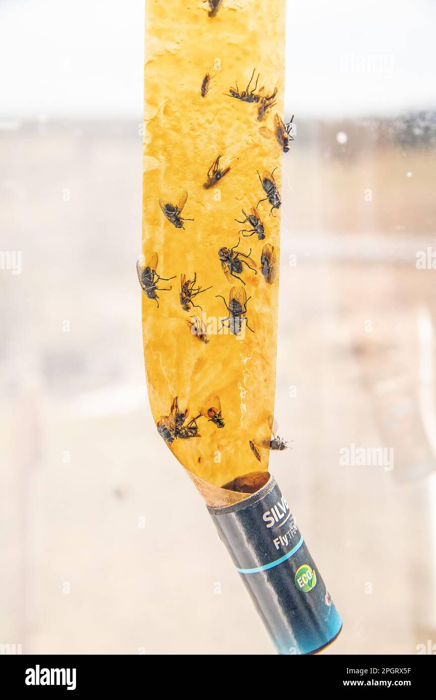 Dead flies stuck to a sticky fly paper trap Stock Photo Alamy