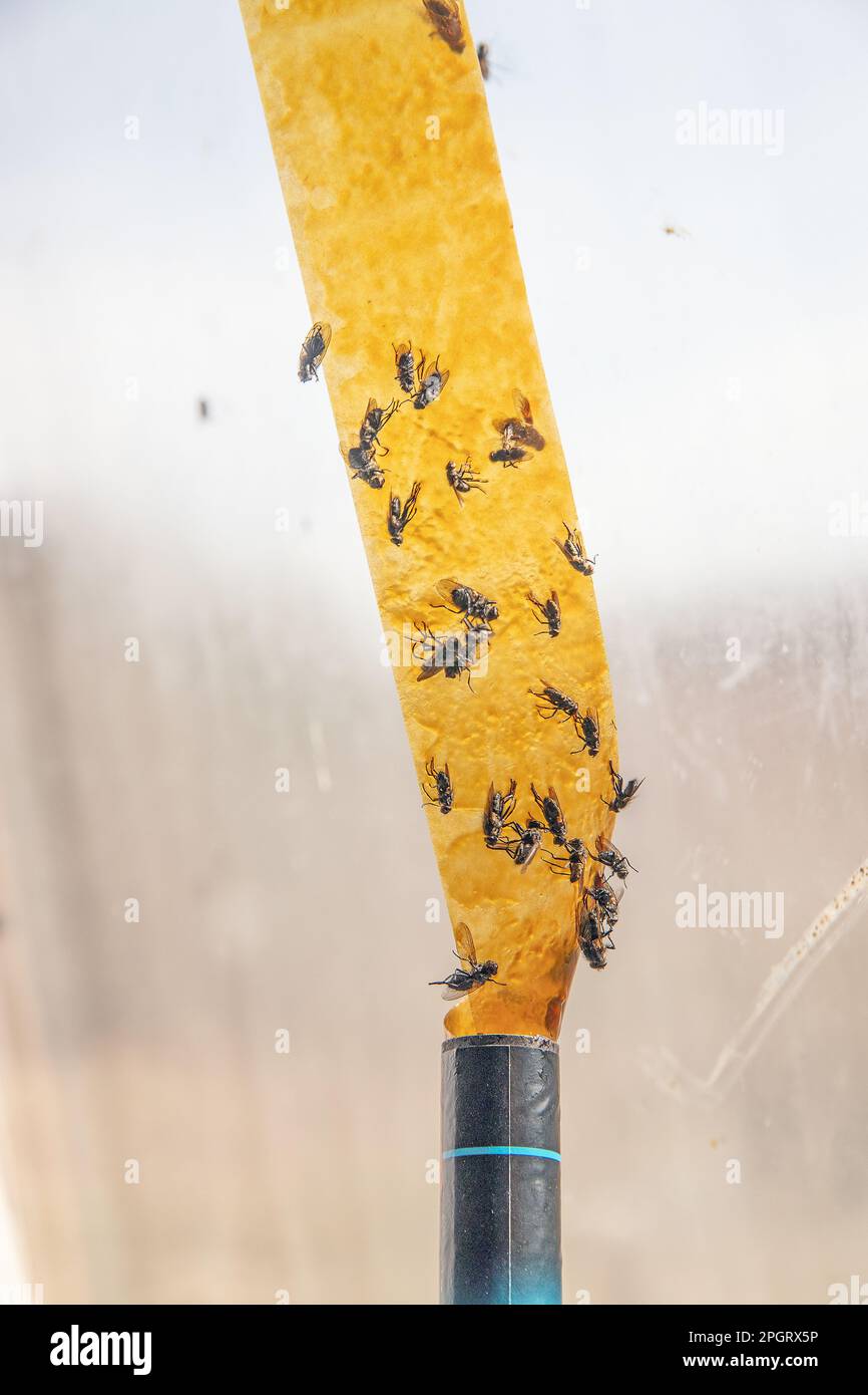 https://c8.alamy.com/comp/2PGRX5P/dead-flies-stuck-to-a-sticky-fly-paper-trap-2PGRX5P.jpg