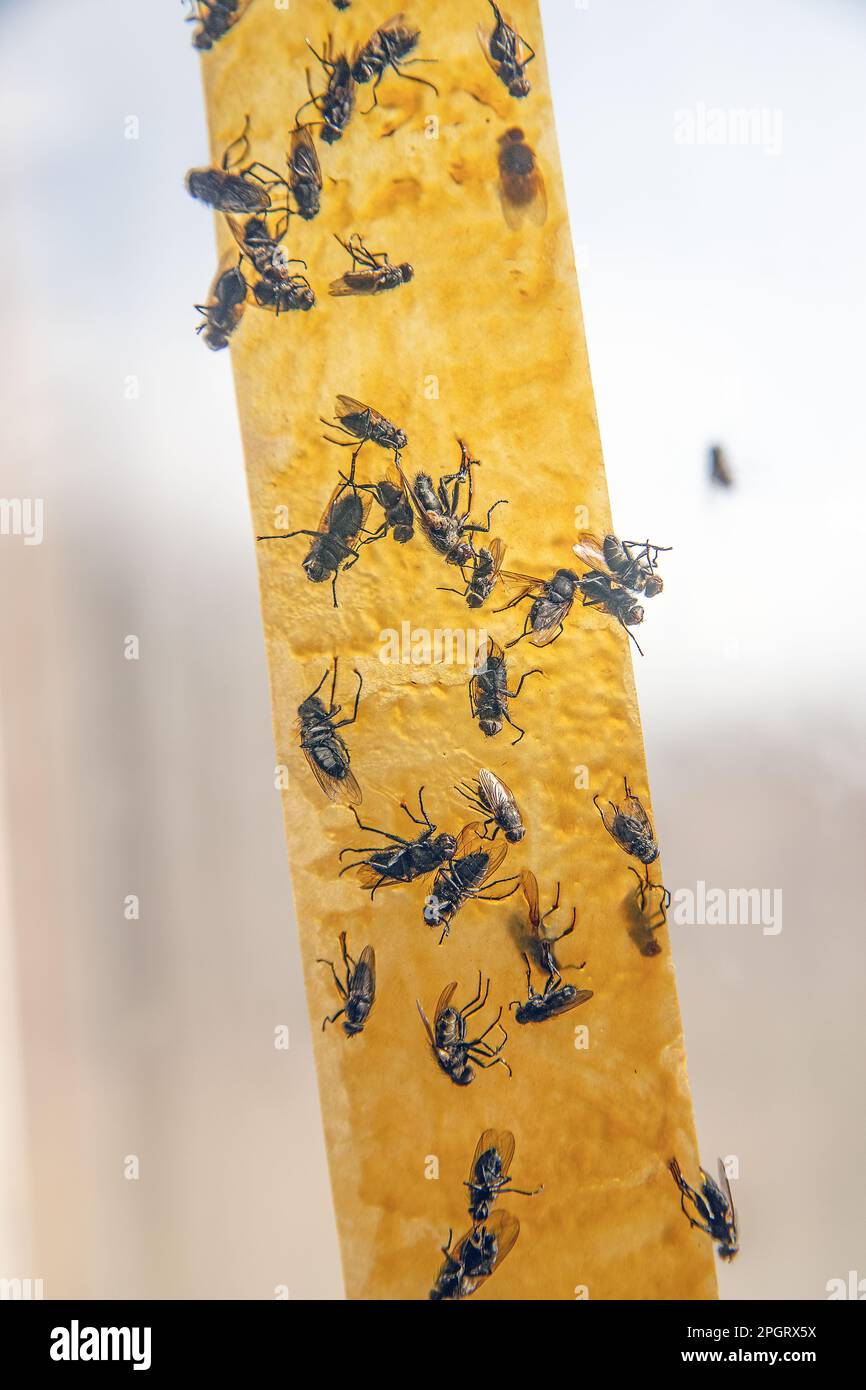 Dead flies stuck to a sticky fly paper trap Stock Photo Alamy