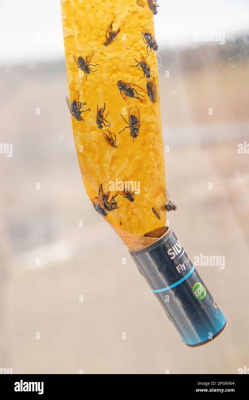 Dead flies stuck to a sticky fly paper trap Stock Photo Alamy