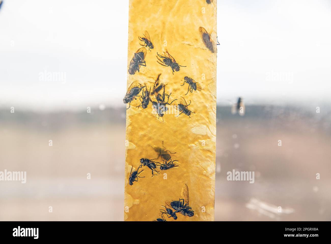 Dead flies stuck to a sticky fly paper trap Stock Photo Alamy