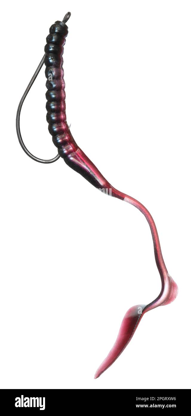 https://c8.alamy.com/comp/2PGRXW6/black-and-purple-rubber-fishing-worm-rigged-up-with-a-hook-to-be-fished-weedless-2PGRXW6.jpg