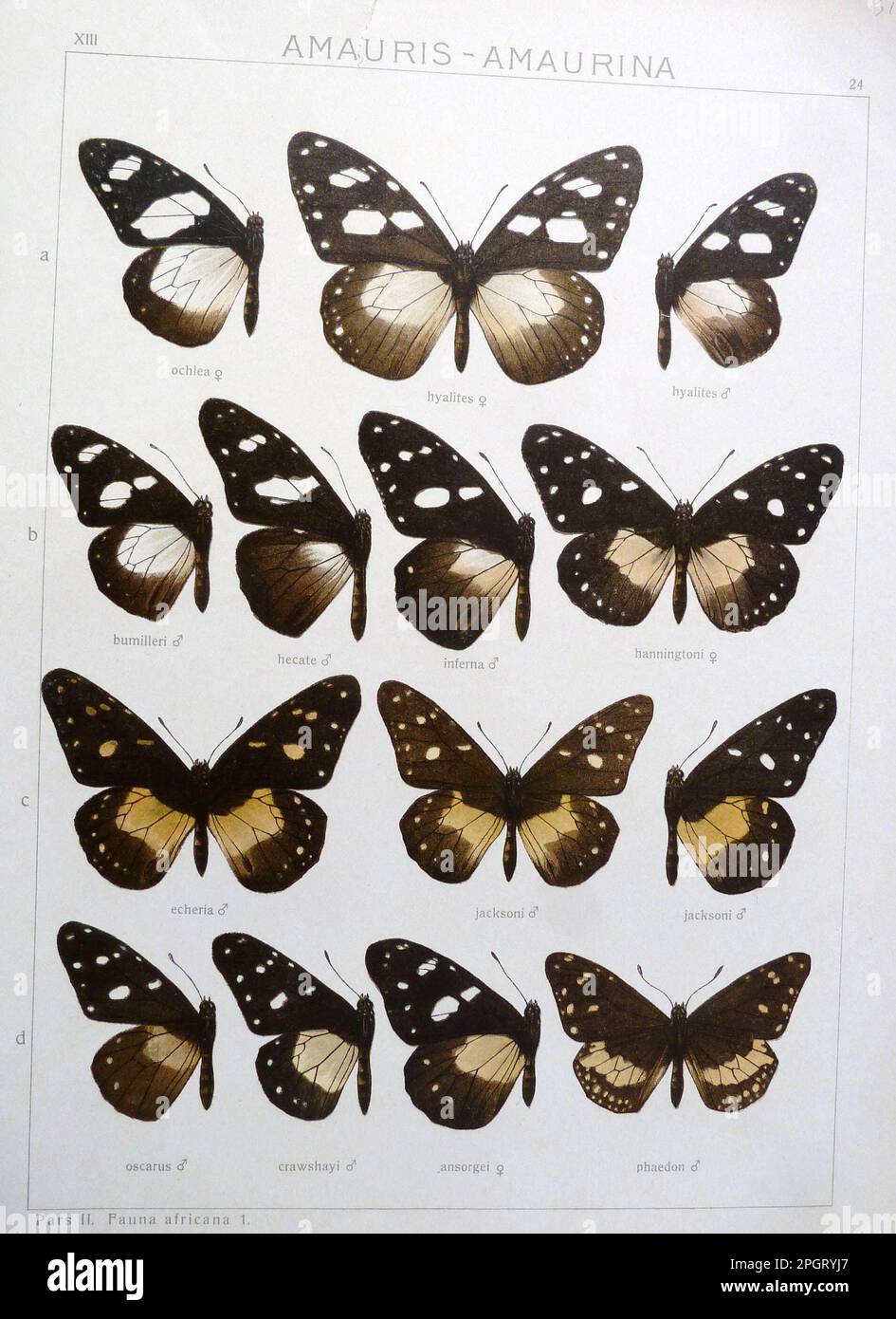 Adalbert Seitz Die Gross-Schmetterlinge der Erde 13: Die Afrikanischen Tagfalter. Plate XIII 24 Amauris ochlea (Boisduval, 1847) Amauris hyalites Butler, 1874 Stock Photo