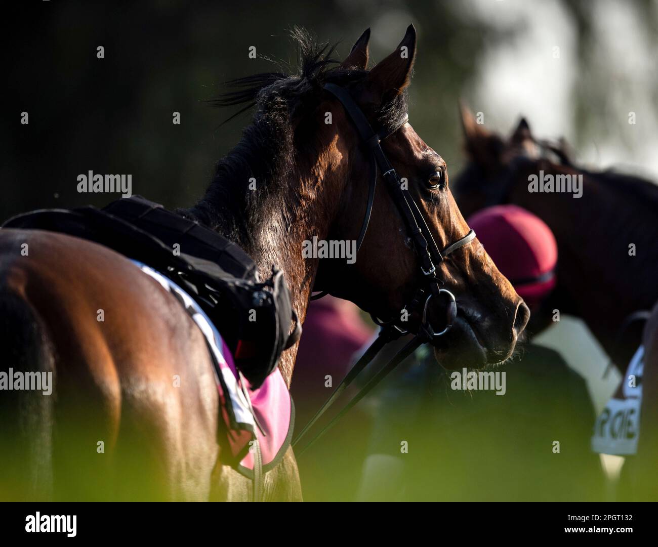The UAE Derby runner Cairo walks home after the morning track work at