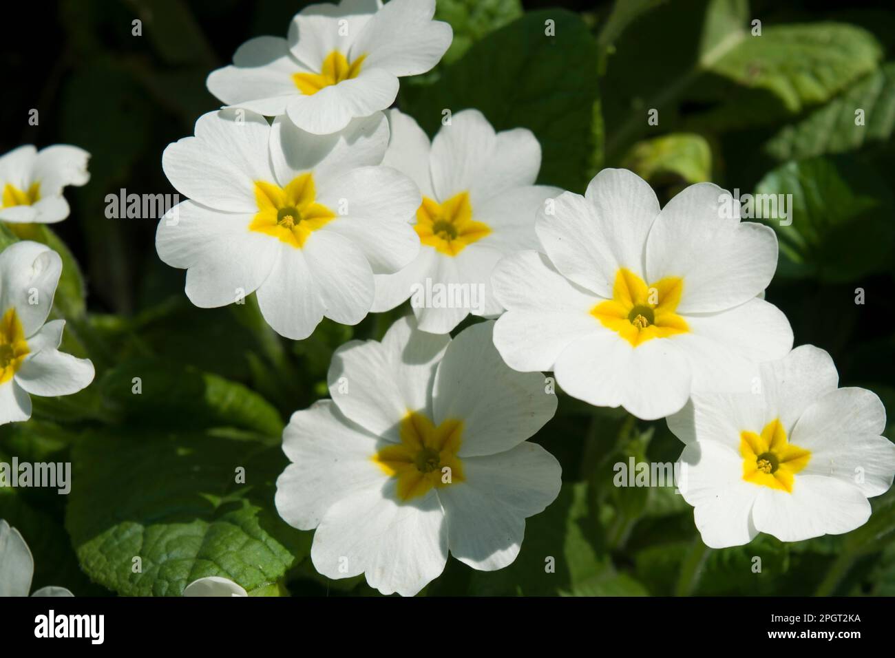 Primula vulgaris, the common primrose, English primrose,  a flowering plant among the first to appear in spring. Delicately scented white flowers. Stock Photo