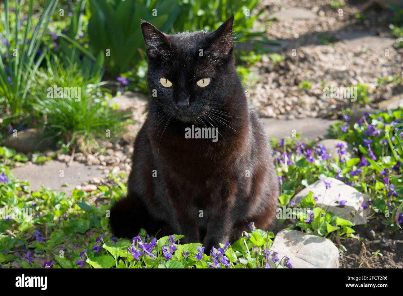 Pretty black cat standing in the garden enjoying a beautiful spring day. Silky smooth black fur shining in the sun. Stock Photo