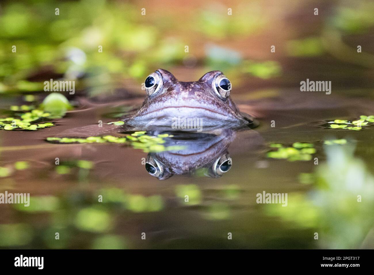 Common Frog (Rana temporaria) reflected in garden pond - UK Stock Photo