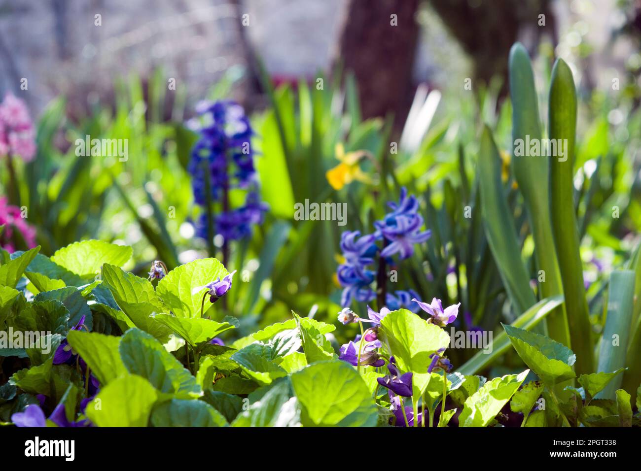 Close-up nature frame with fresh spring flowers in the garden: bluebells, hyacinths, daffodils, green leaves, the sun gently shining on them. Stock Photo
