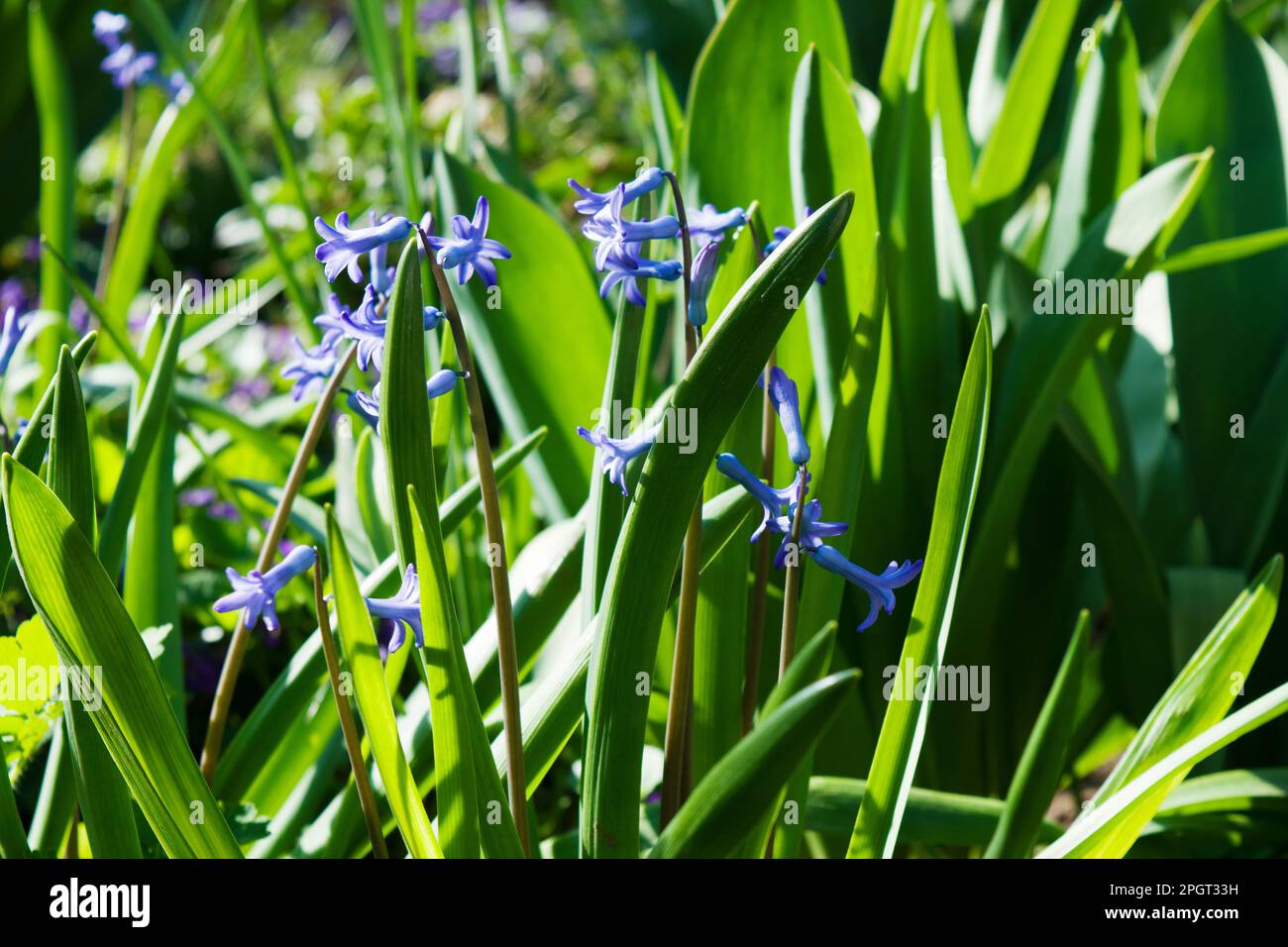 Wild-type Hyacinthus orientalis in garden and home cultivation. As a symbol, it represents prudence, constancy, desire of heaven and peace of mind. Stock Photo