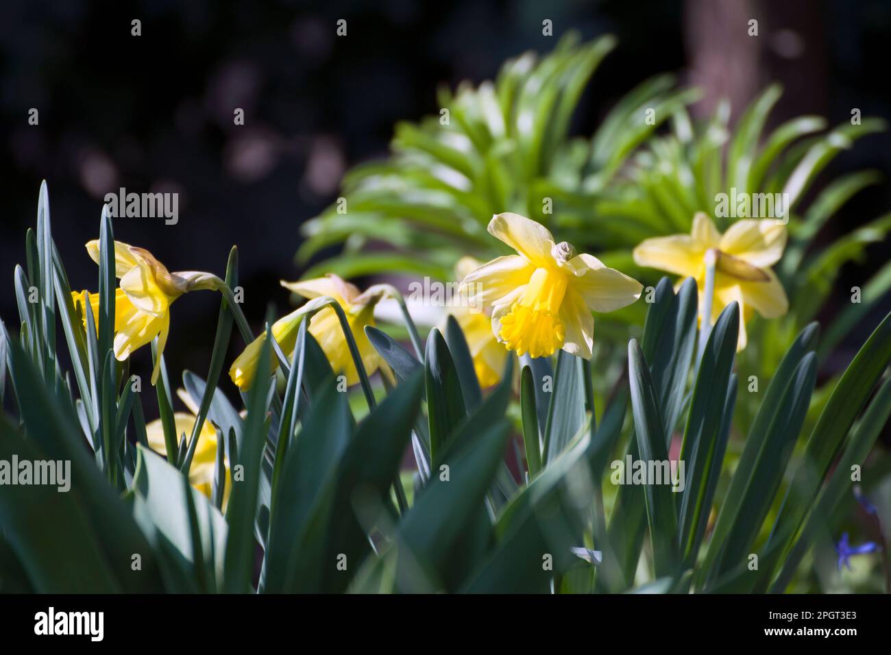Narcissus,  pseudo narcissus, wild daffodil or lent lily is a perennial flowering, bulbous plant that typically bears bright yellow flowers. Stock Photo