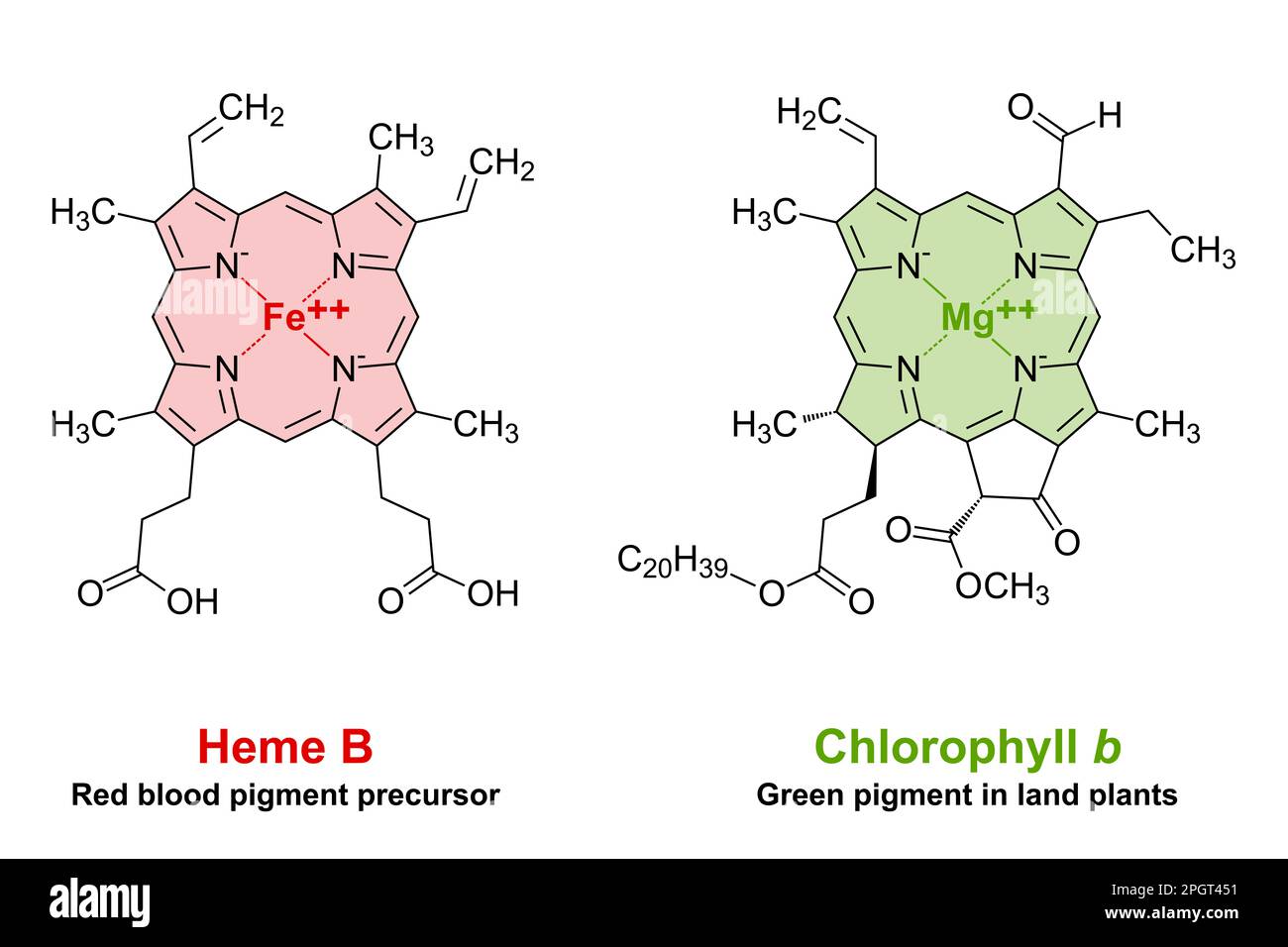 Heme and chlorophyll similarities in chemical structure. A plane porphyrin ring with 4 nitrogen atoms, binding an iron or magnesium atom. Stock Photo