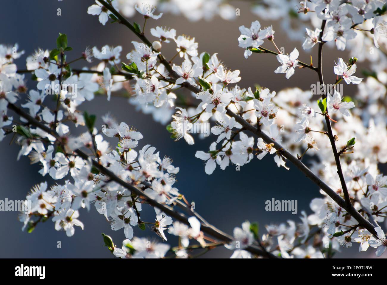 Prunus cerasifera blossom, cherry plum, myrobalan plum is one of the first trees to flower in spring. The flowers are white or pale pink. Stock Photo