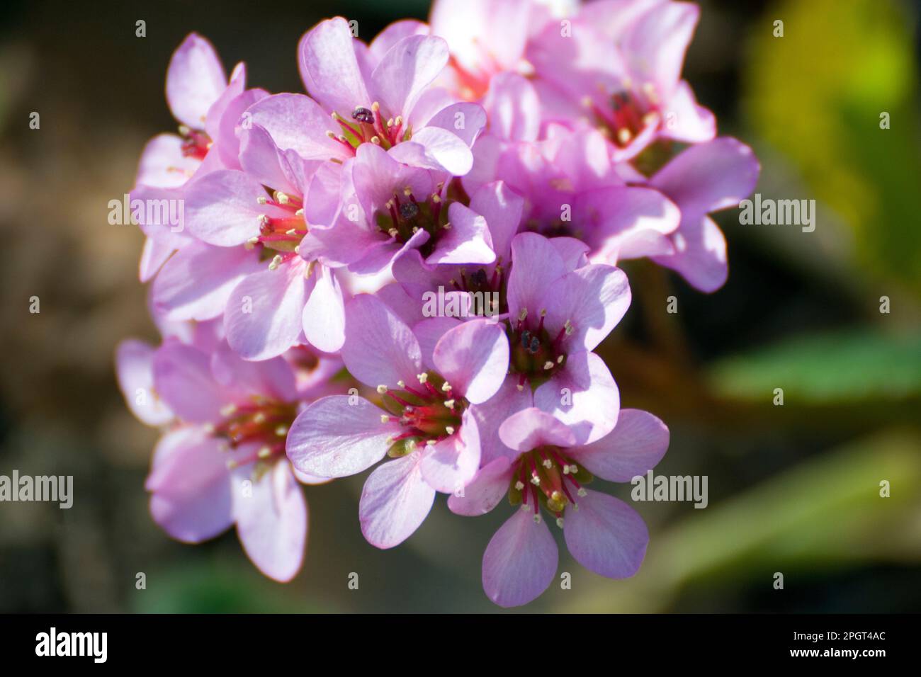 Bergenia cordifolia, elephant's ears, large rockfoil an evergreen  flowering plant with a spirally arranged rosette of leaves and pink little flowers. Stock Photo