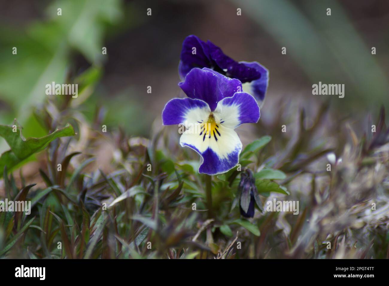 spring blooming pansies in the garden Stock Photo