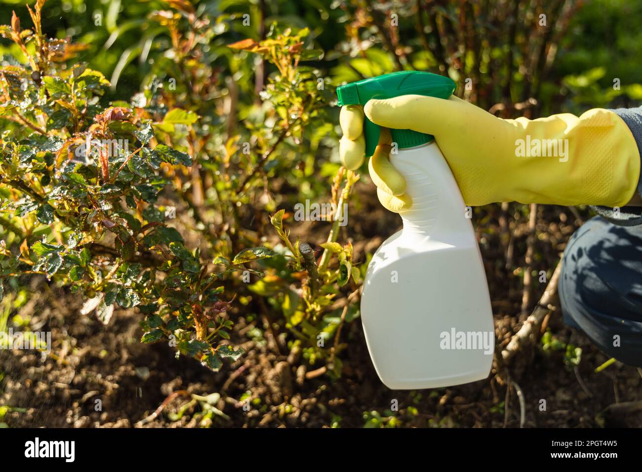 Treatment of roses from pests, aphids and fungi. Remedy for roses from