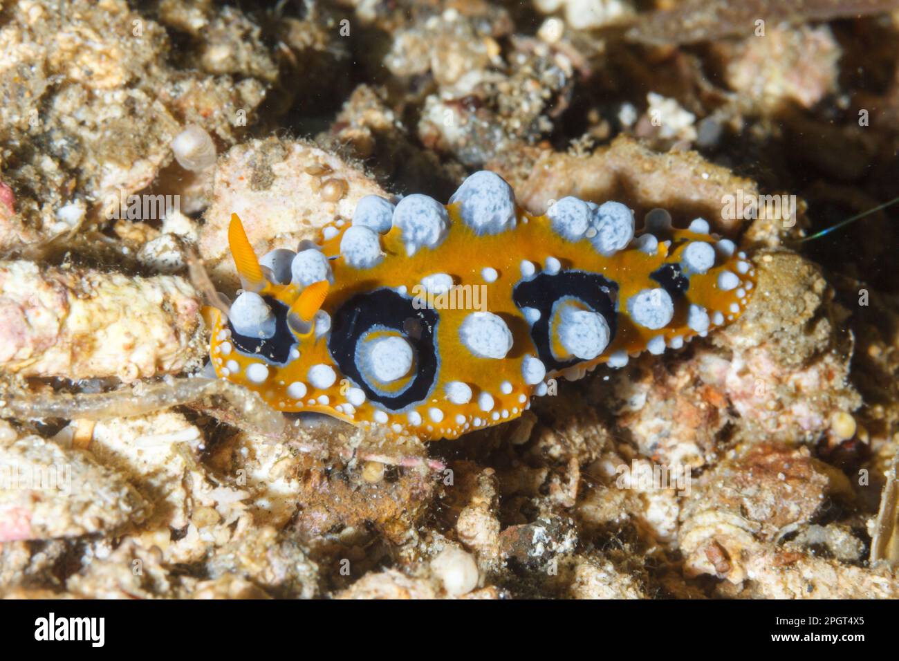 Phyllidia ocellata nudibranch. Lembeh Strait, North Sulawesi, Indonesia Stock Photo