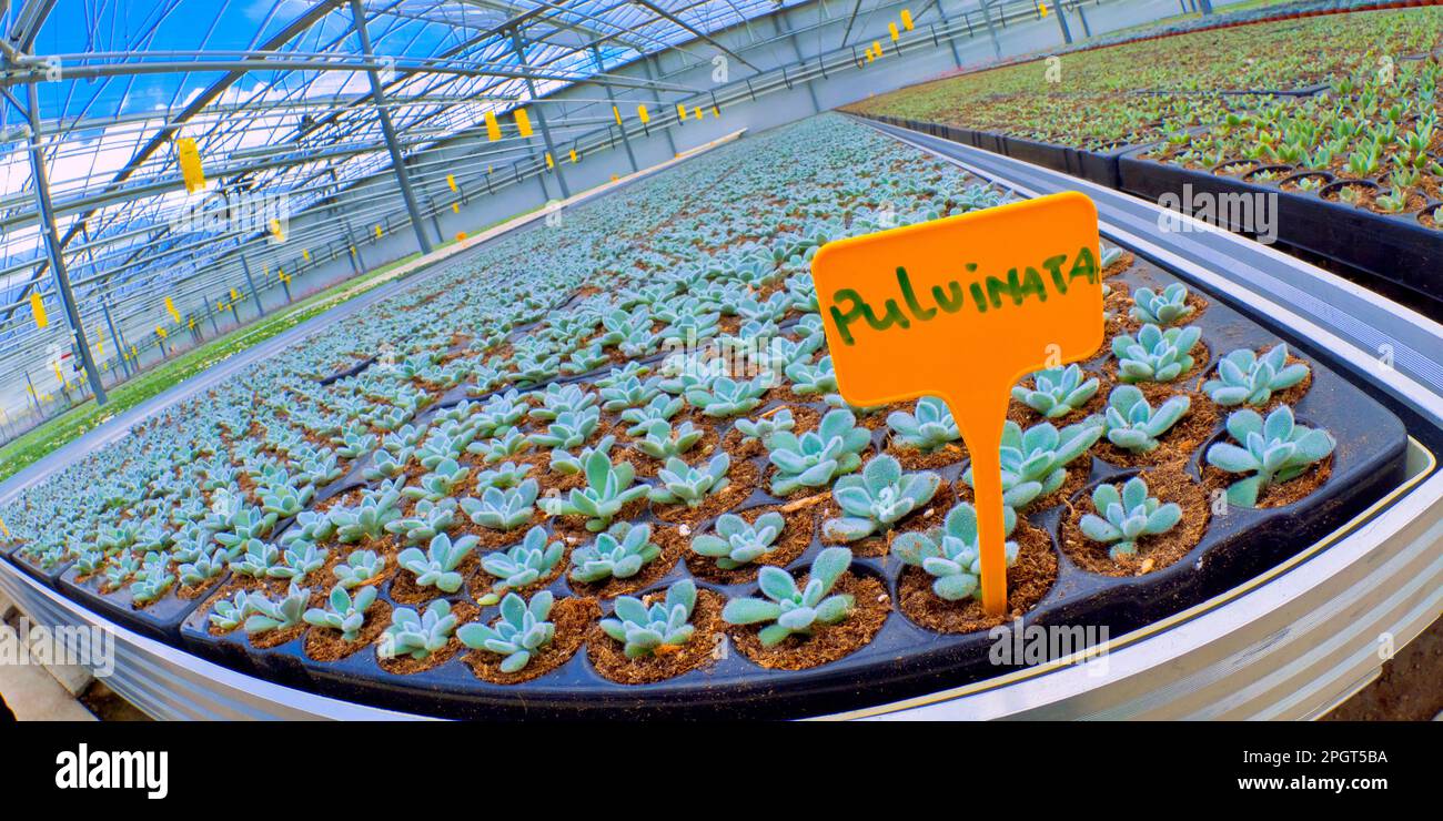 Growing Plants Cultivation, Dutch Greenhouse, Holland, Netherlands