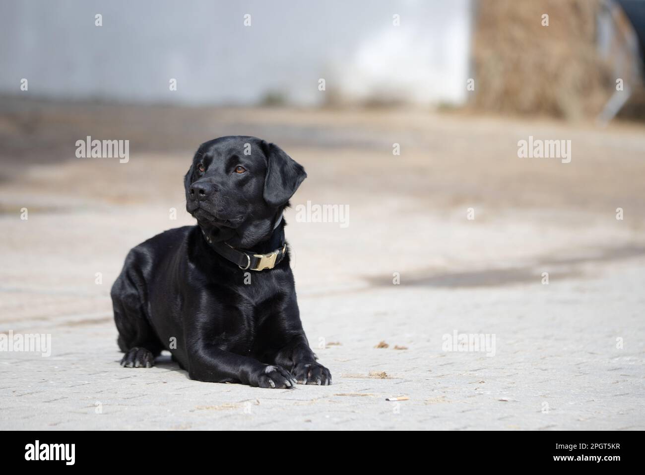 Beautiful full body portrait of a black labrador retriever dog lying on the floor Stock Photo