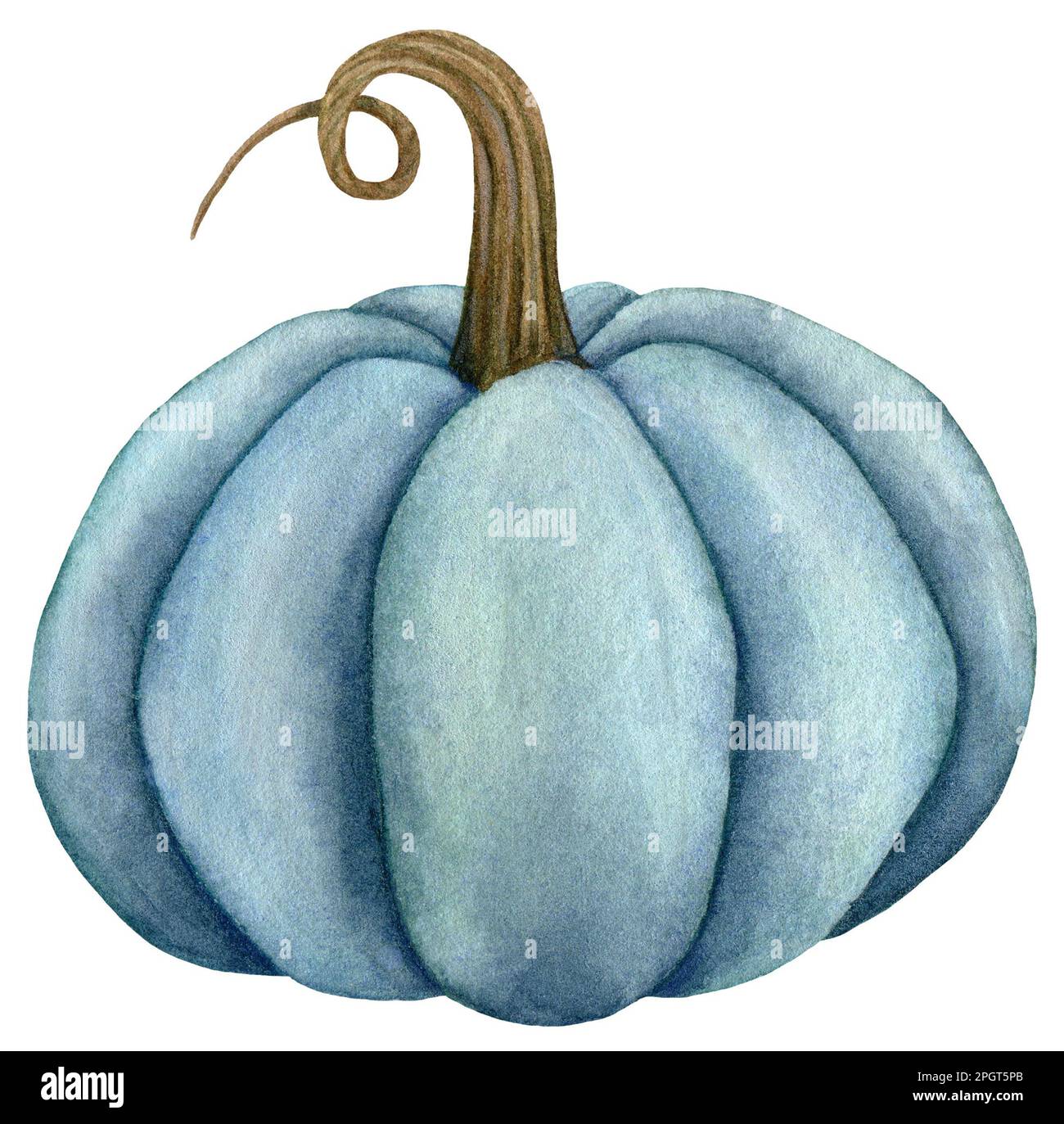 Watercolor blue pumpkin, Harvest vegetable Fall illustration Stock ...
