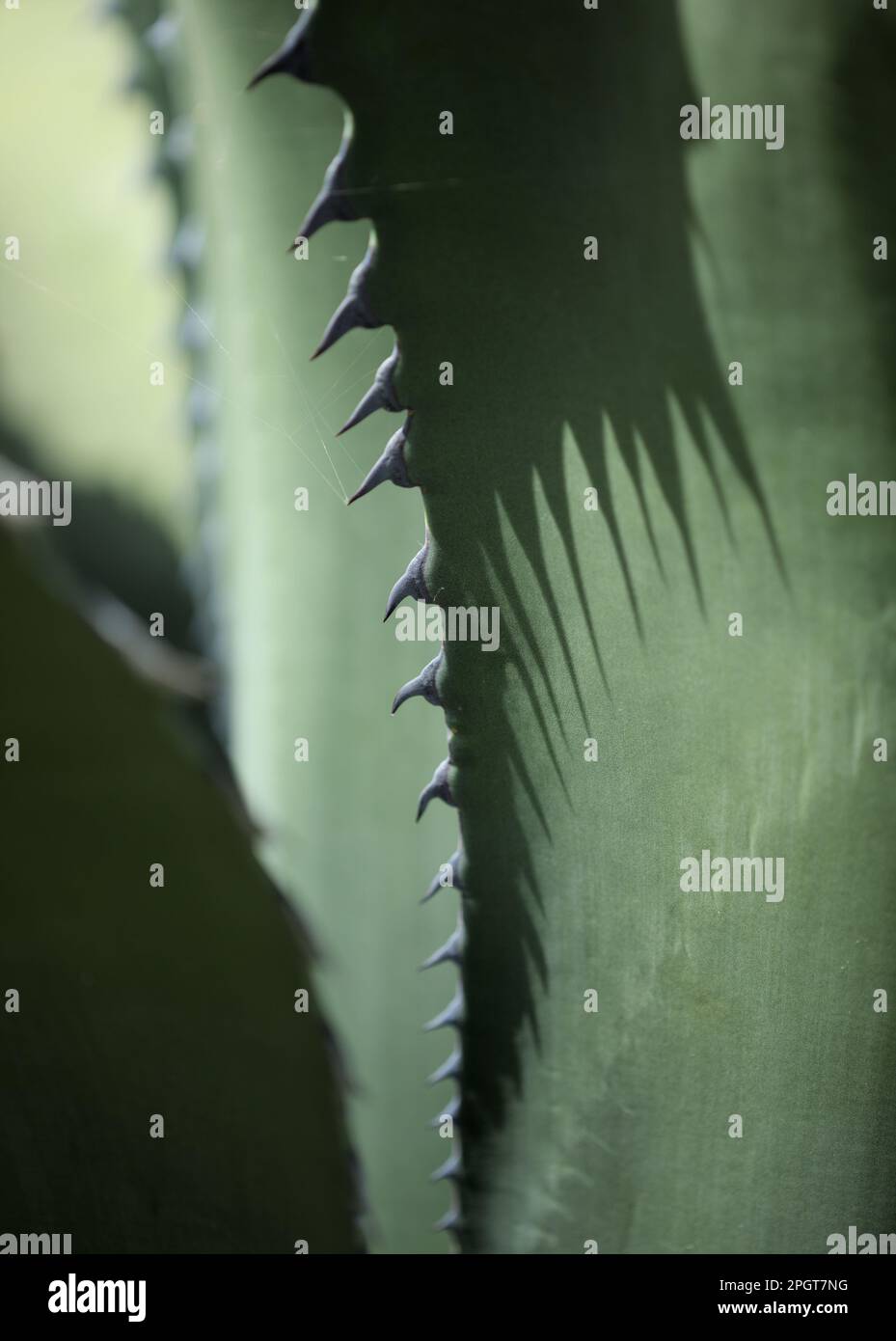 Flora of Gran Canaria - serrated spiky leaves of Agave salmiana var ferox, introduced species, natural macro floral background Stock Photo