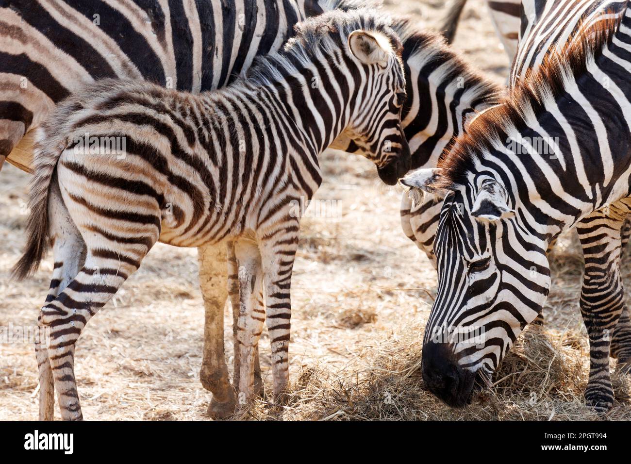 Wild zebra family eating dry grass in the zoo. breeding zebras on farms