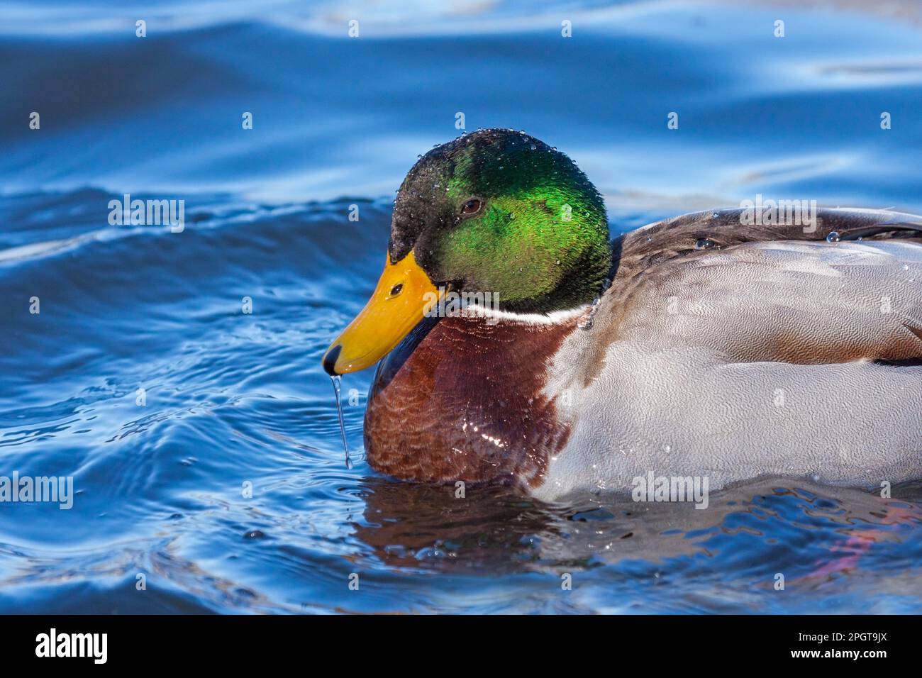 With water dripping from its beak, a mallard duck cautiously eyes the