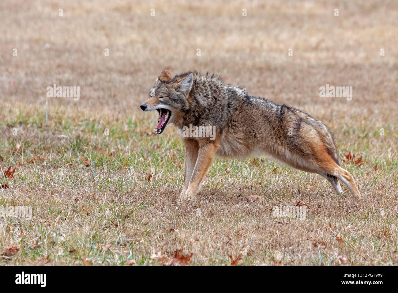 A coyote stretches in an open prairie. Its front paws are up, its  rear end down, as if in a plank pose yoga position. Eyes closed, jaw opened Stock Photo