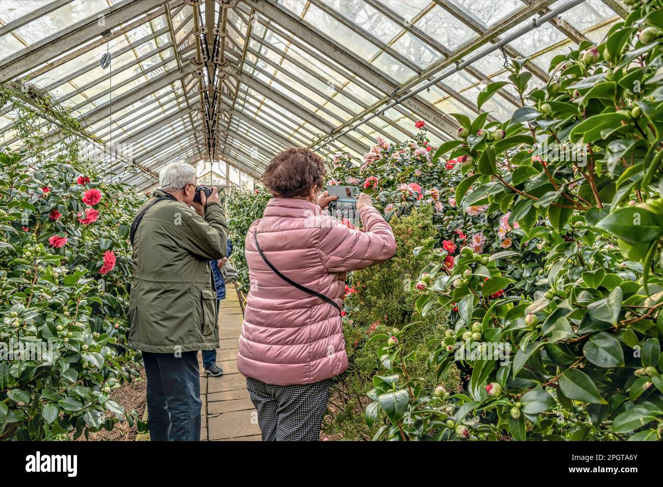 Tourists taking photos at the camellia show in one of the greenhouses of Pirna Zuschendorf country palace in Saxony, Germany Stock Photo