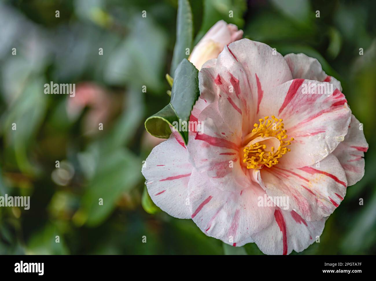 Red japonica hi-res stock photography and images - Alamy