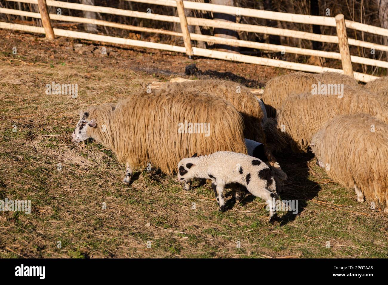 Flock of sheep and lambs in the stable in gate, domestic animals on the