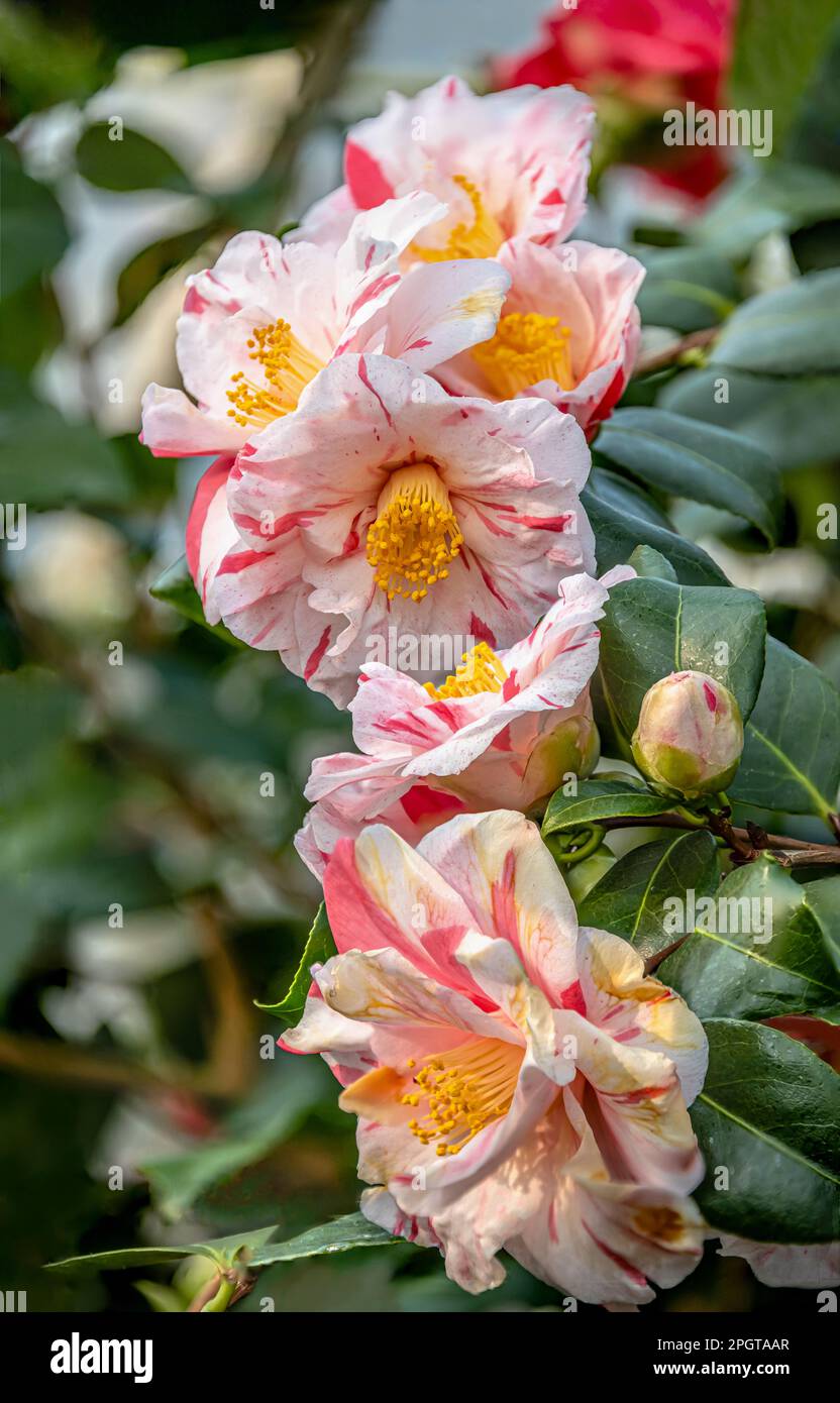 Closeup of Red White Camellia Japonica ,Tricolor‘ flowers at Landschloss Zuschendorf, Saxony, Germany Stock Photo