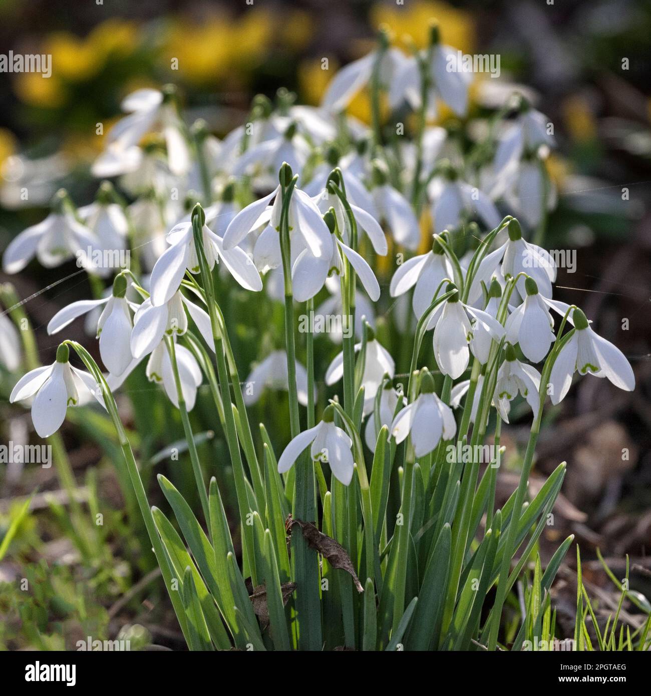 Dropping bell shape flowers hi-res stock photography and images - Alamy