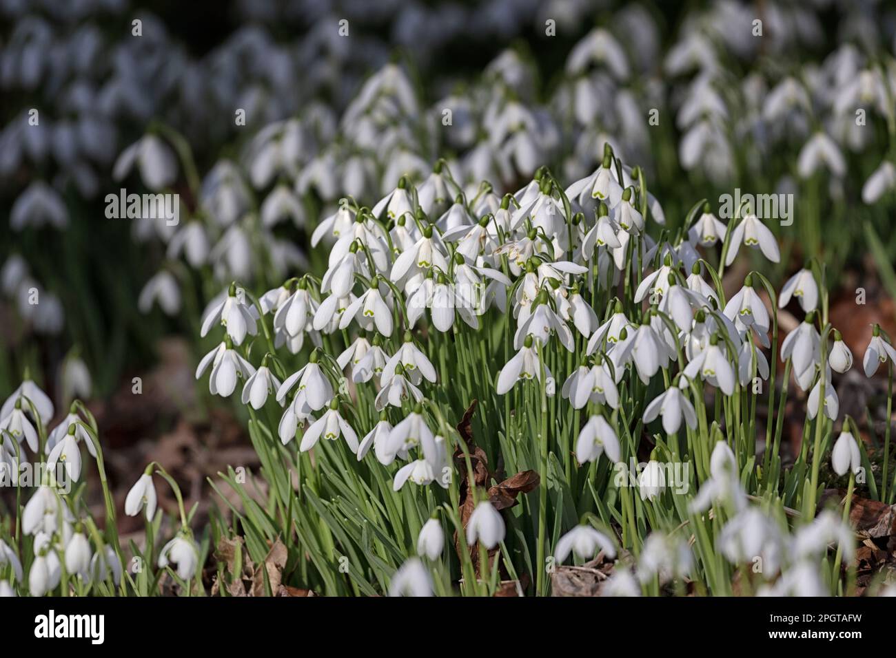 Dropping bell shape flowers hi-res stock photography and images - Alamy