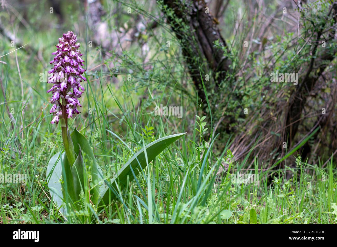 Giant orchid in full bloom at the beginning of spring in the wild in its environment in the Sierra de Guadarrama in Madrid. Himantoglossum robertianum Stock Photo