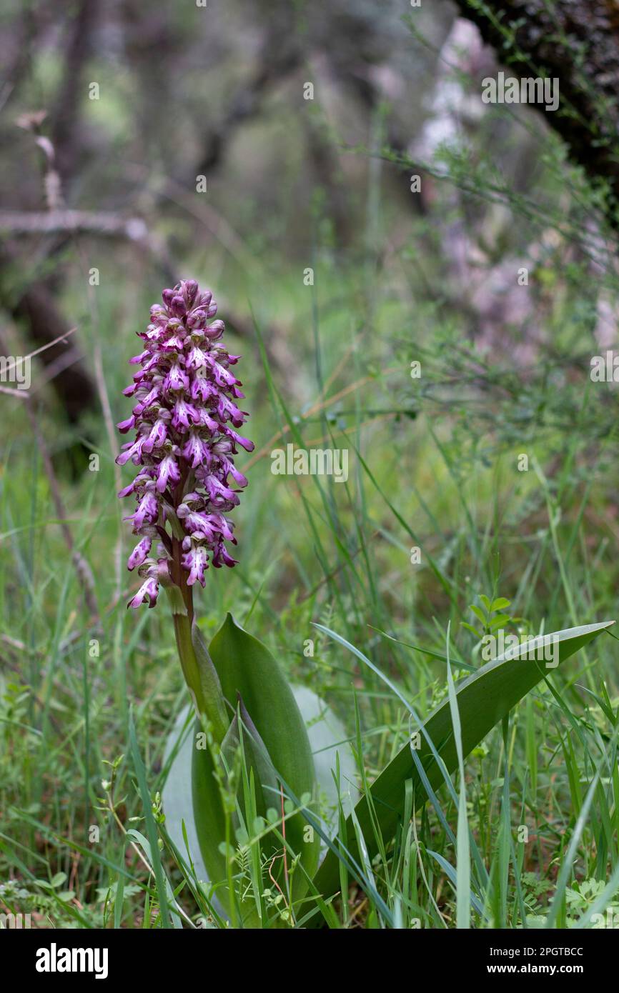 Giant orchid in full bloom at the beginning of spring in the wild in its environment in the Sierra de Guadarrama in Madrid. Himantoglossum robertianum Stock Photo