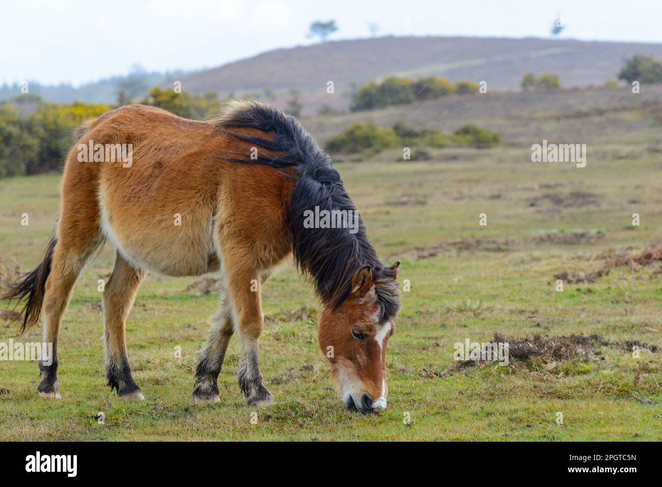 Ogdens, Frogham, New Forest, Hampshire, UK, 24th March 2023, Weather: New Forest pony in sunshine and heavy showers with a blustery wind. Credit: Paul Biggins/Alamy Live News Stock Photo