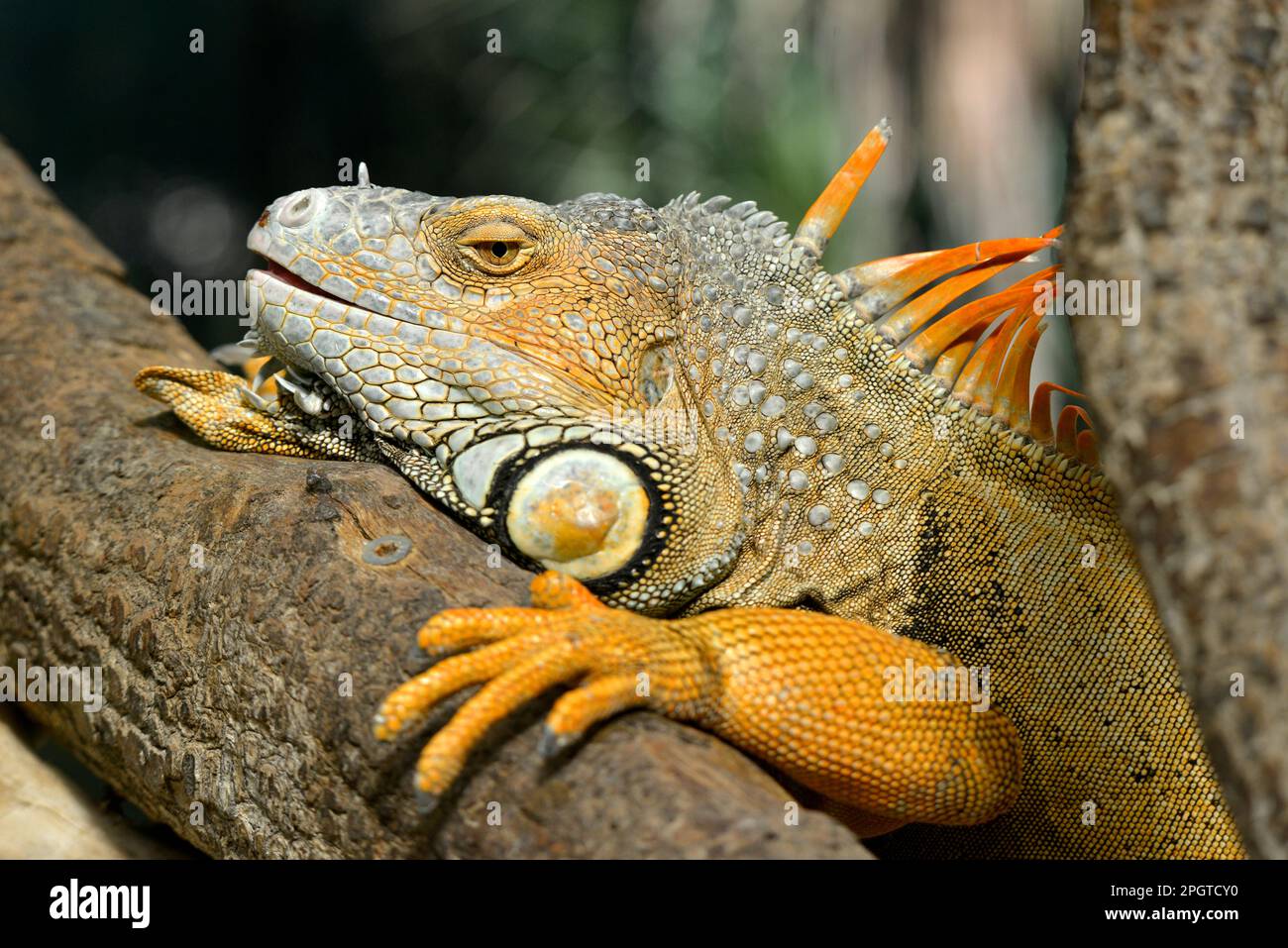 Portrait of green iguana, or common iguana (Iguana iguana) on branch tree Stock Photo