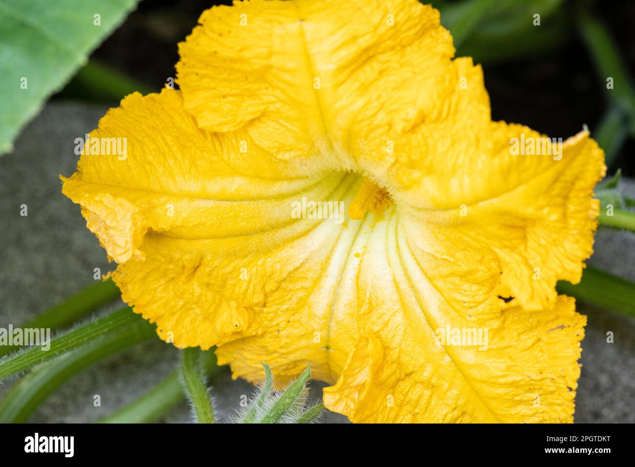 Winter squash flower and leaves, Cucurbita Maxima Duchesne, in home