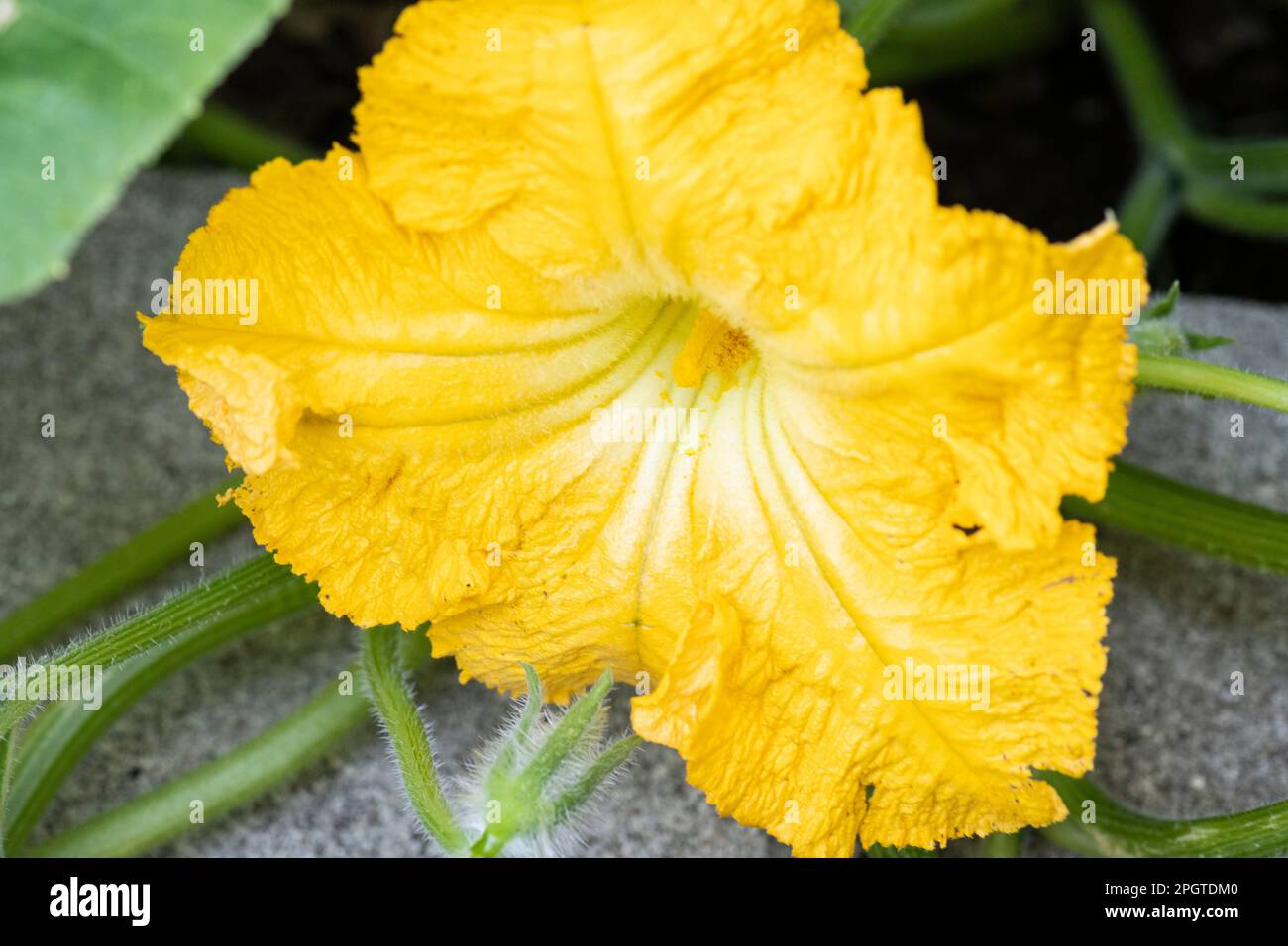 Winter squash flower and leaves, Cucurbita Maxima Duchesne, in home ...