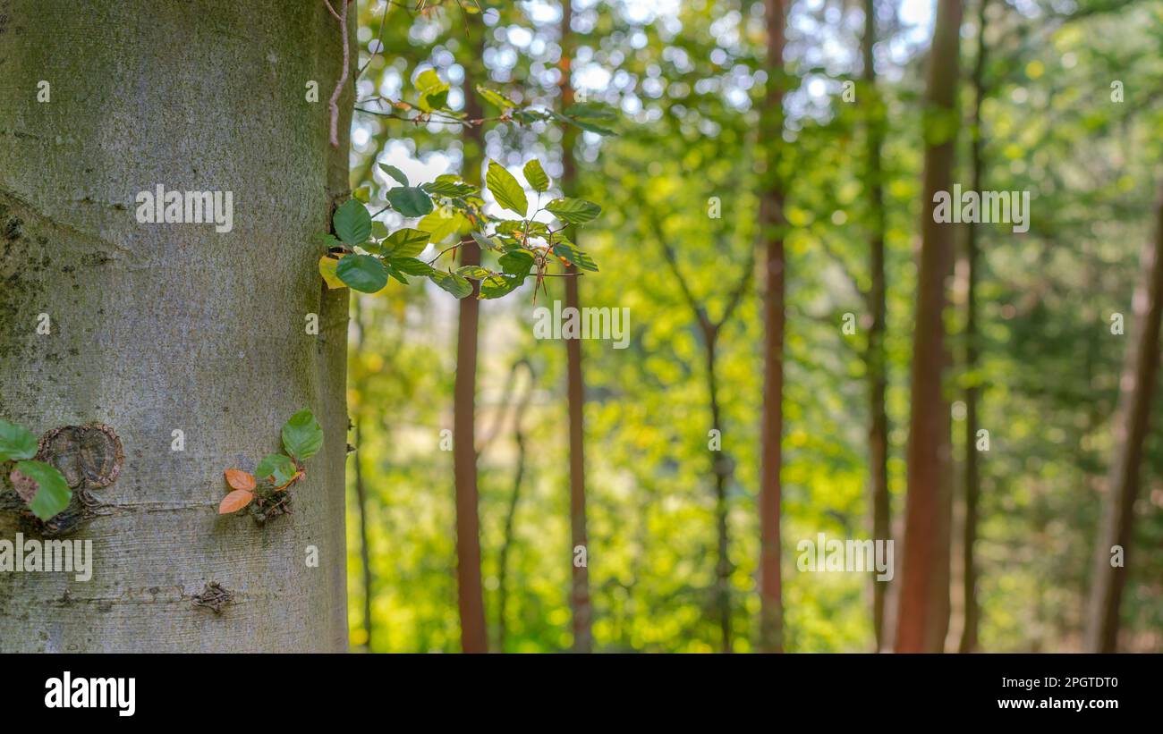 Bokeh wald hi-res stock photography and images - Alamy